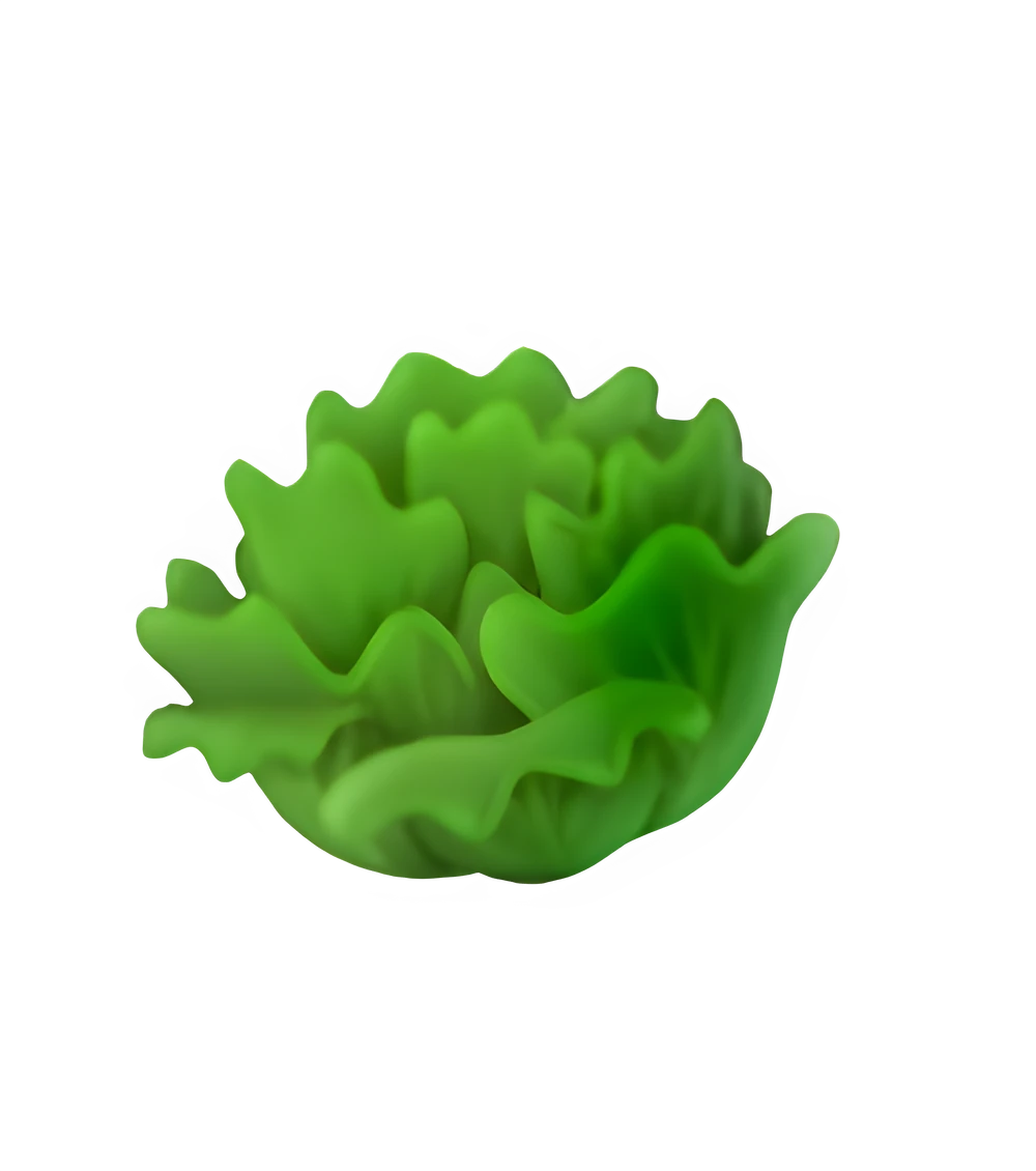 Lettuce (x150)