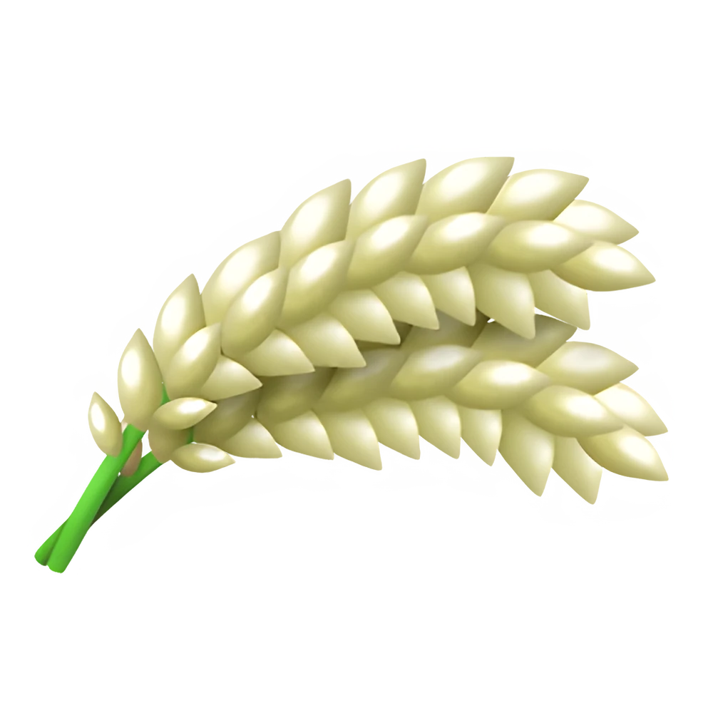 Rice (x150)